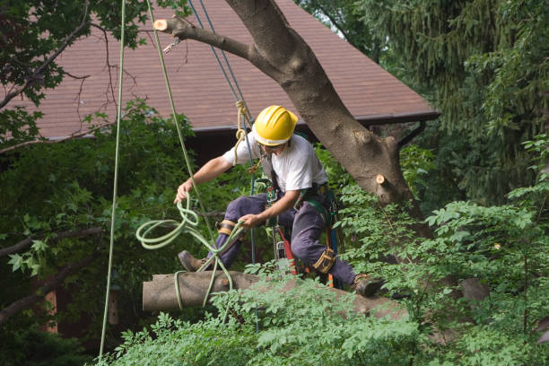 How Our Tree Care Process Works  in  Fennimore, WI